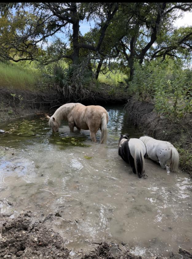 Texas Hill Country Estate | Barn & Riding Trails - photo 30