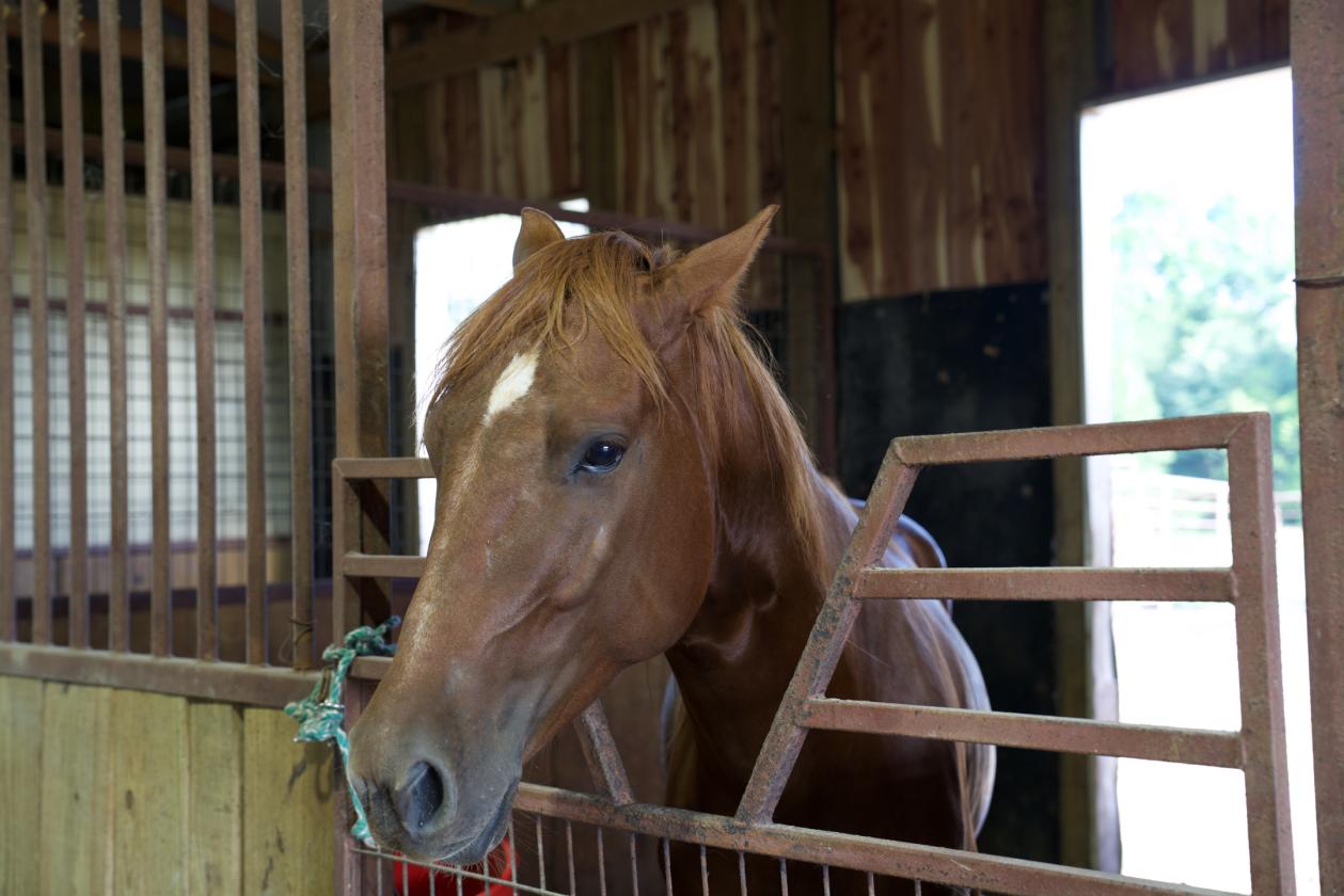 273+/- Acres With 20,000 Square Covered Arena - photo 19