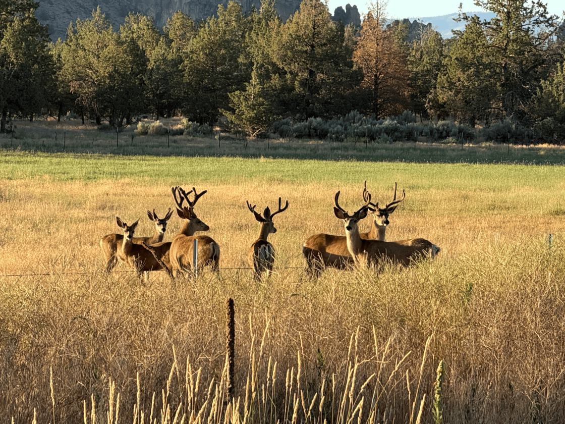 Oregon Ranch Estate | Smith Rock Views - photo 24