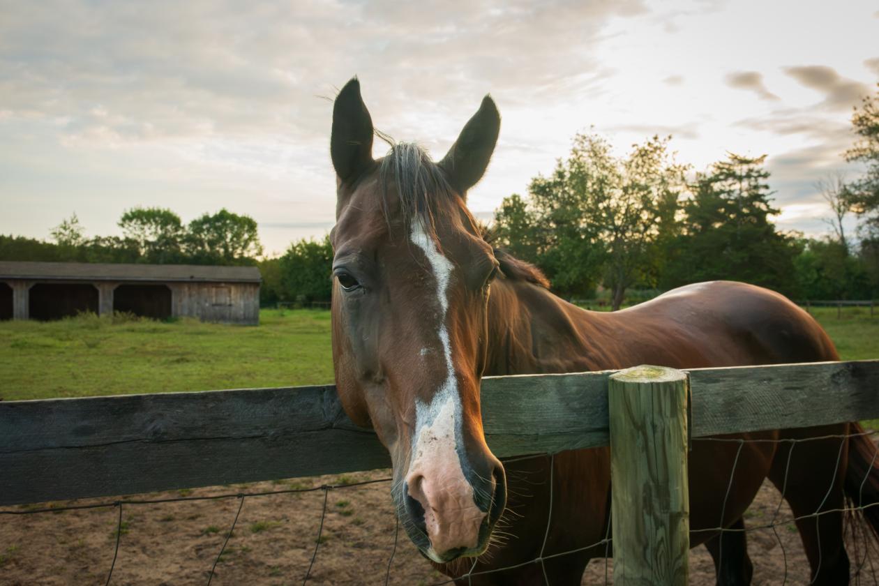 100 Acre Equestrian Estate with Infrastructure - photo 10