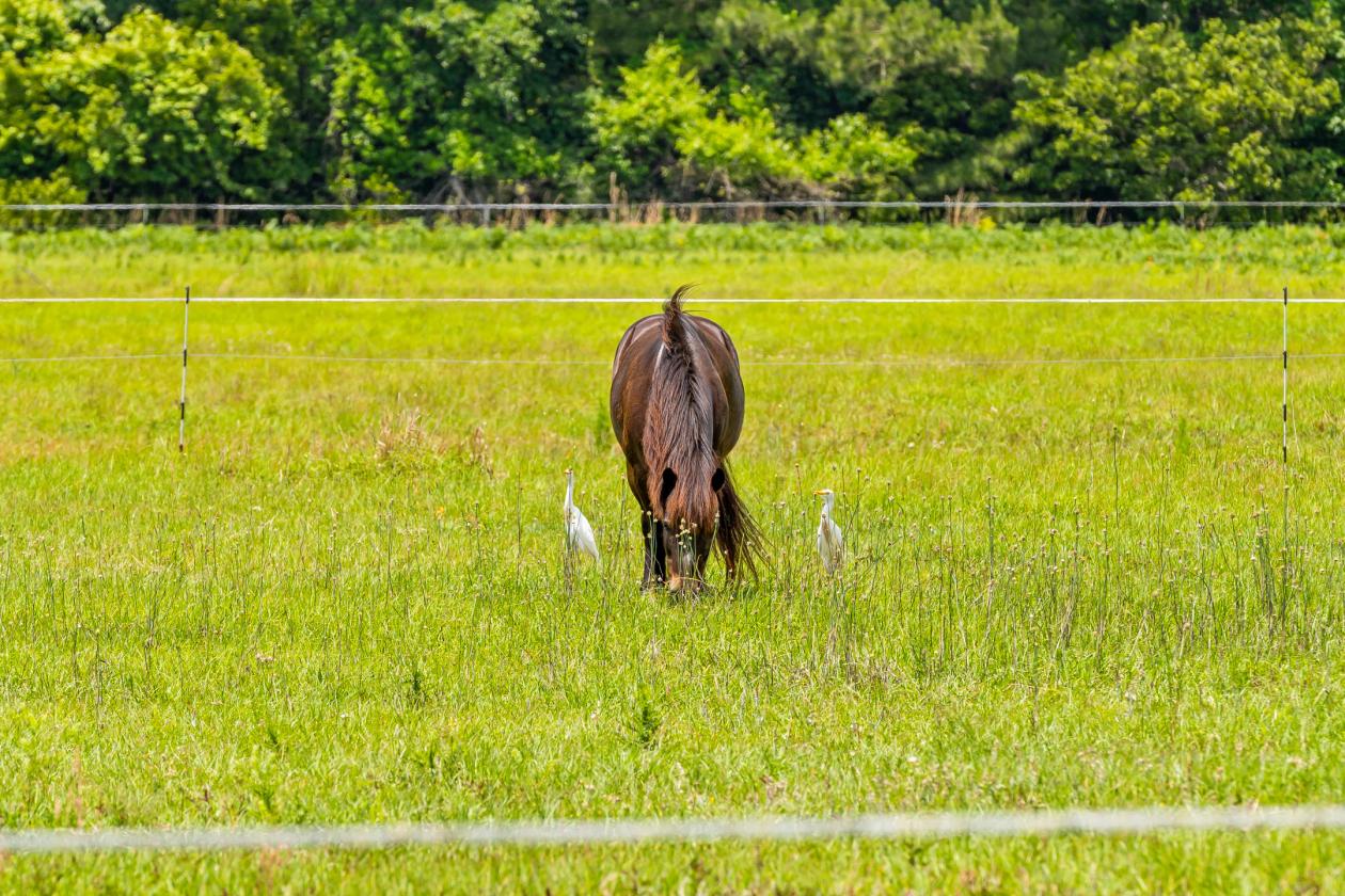 12.59 Waterfront Lowcountry Equestrian Retreat - photo 14