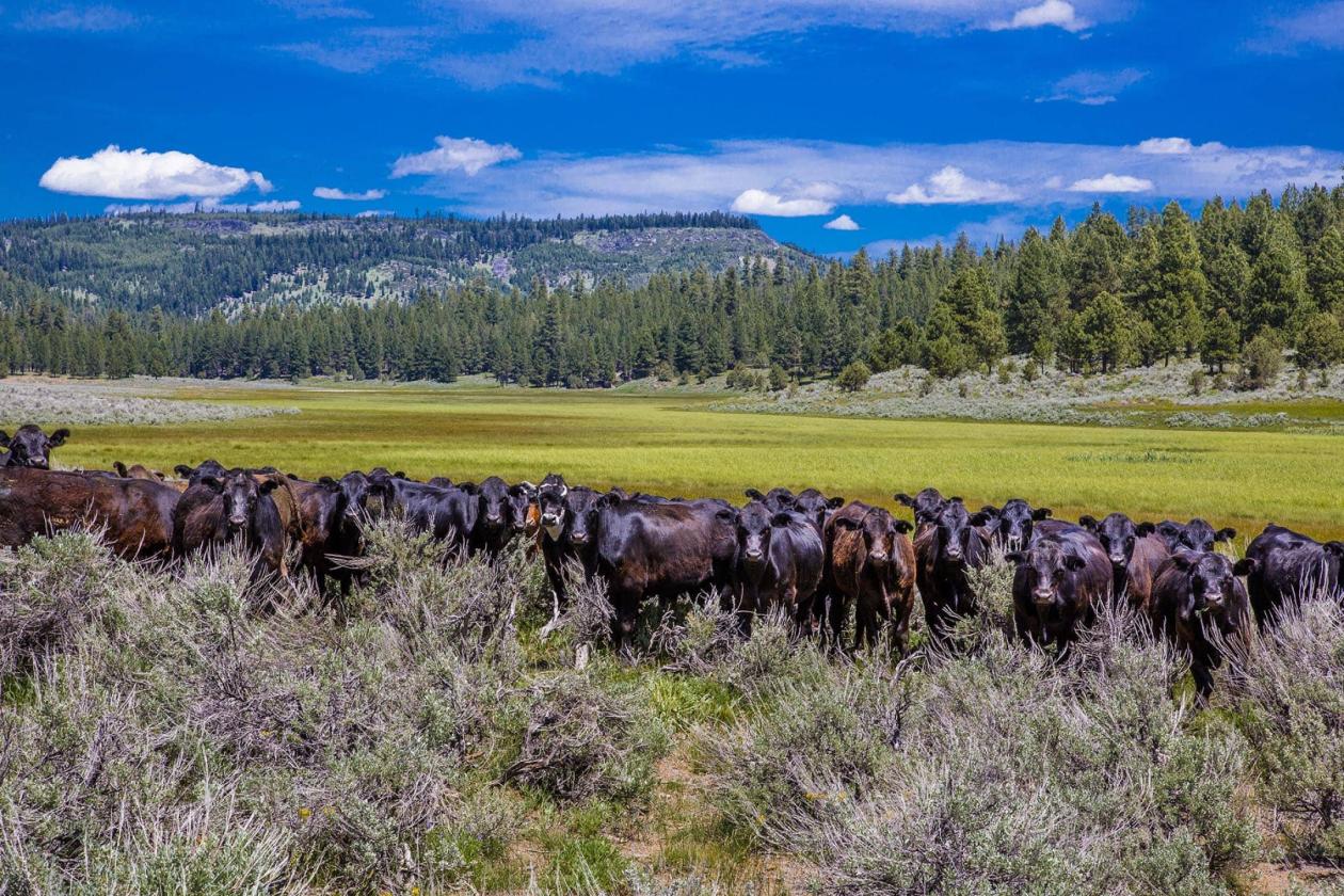 Aspen Ridge Ranch - photo 5