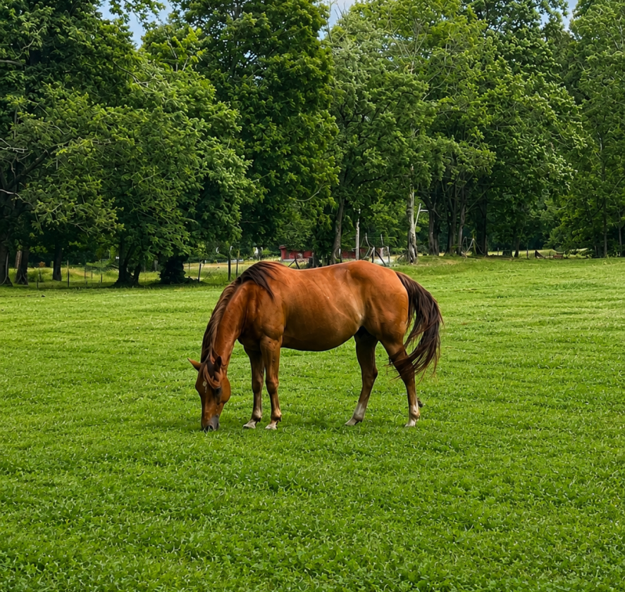 50-Acre Equestrian Estate with Creek & Five Lakes - photo 7