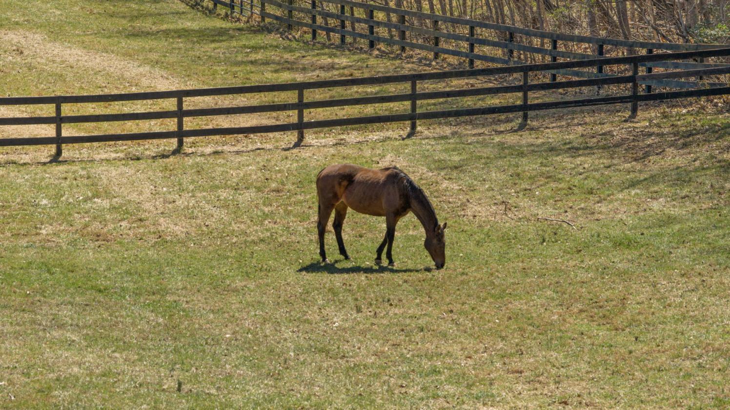 14 Acres. Log Home. Horse-Ready! - photo 6