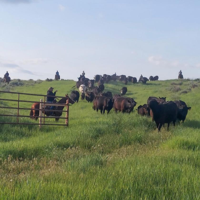 Premier Horse Property With Trophy Mule Deer - photo 25