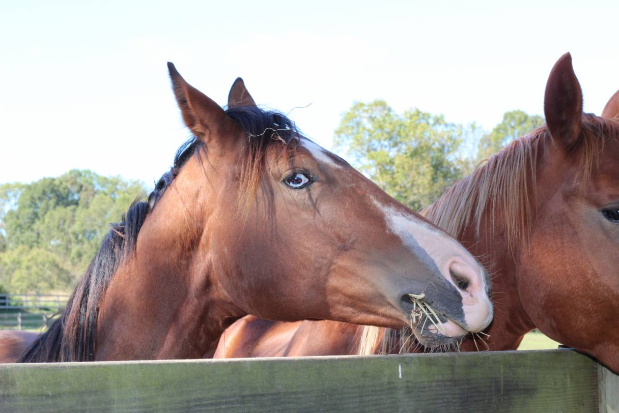 140 AC Horse Facility NC within 30 miles Pinehurst - photo 24