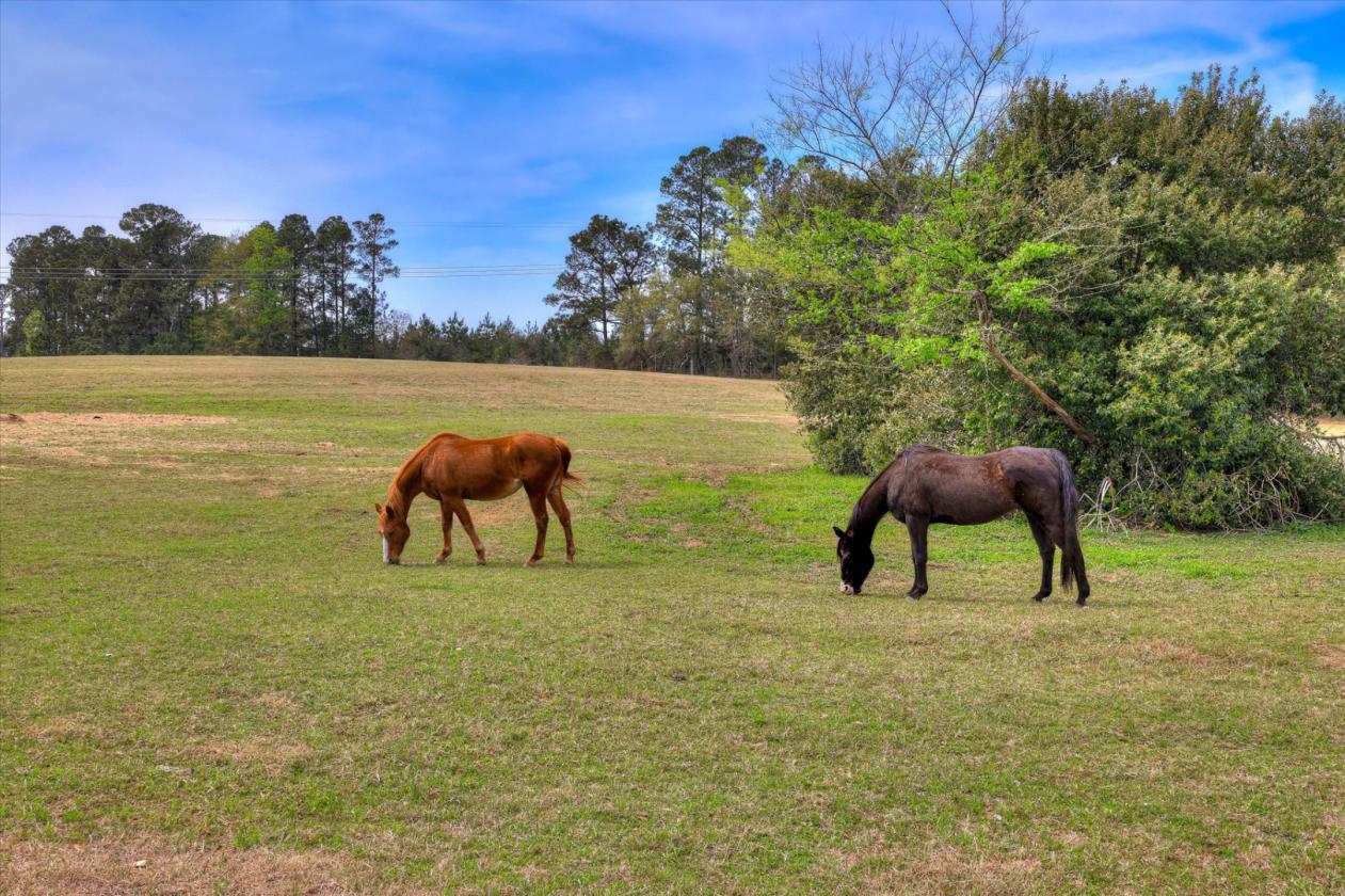 Peach Cider Farm - photo 4