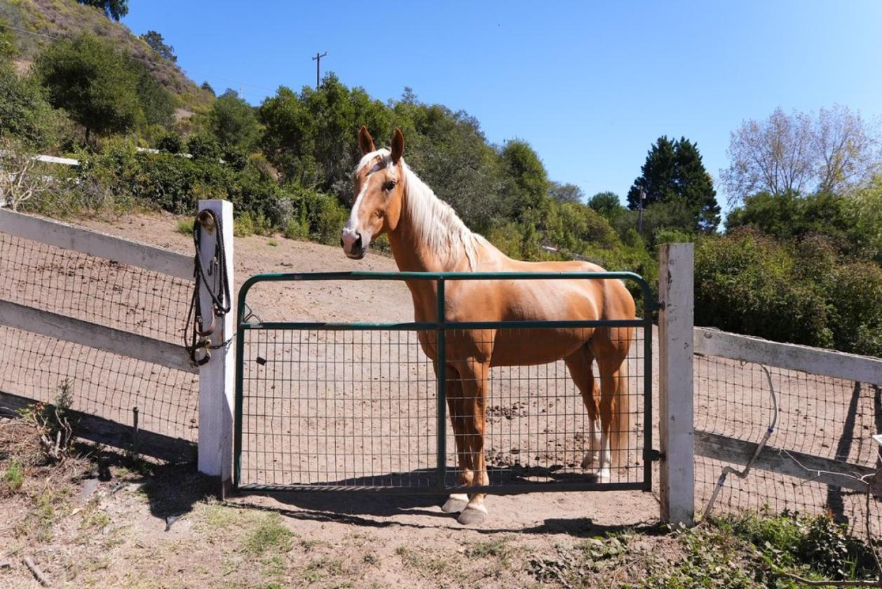 Legendary Willowpond Equestrian Estate - photo 23