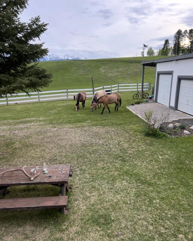 Horse Property in the heart of the Rockys - photo 6
