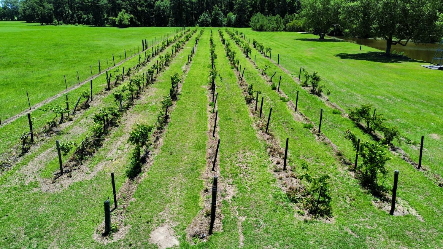 Truluck Vineyards Winery - photo 8