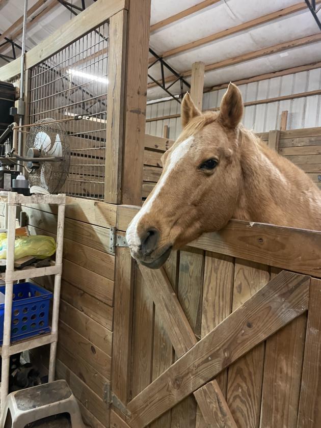 Beautiful Equestrian or Investment Farm 52 acres - photo 8