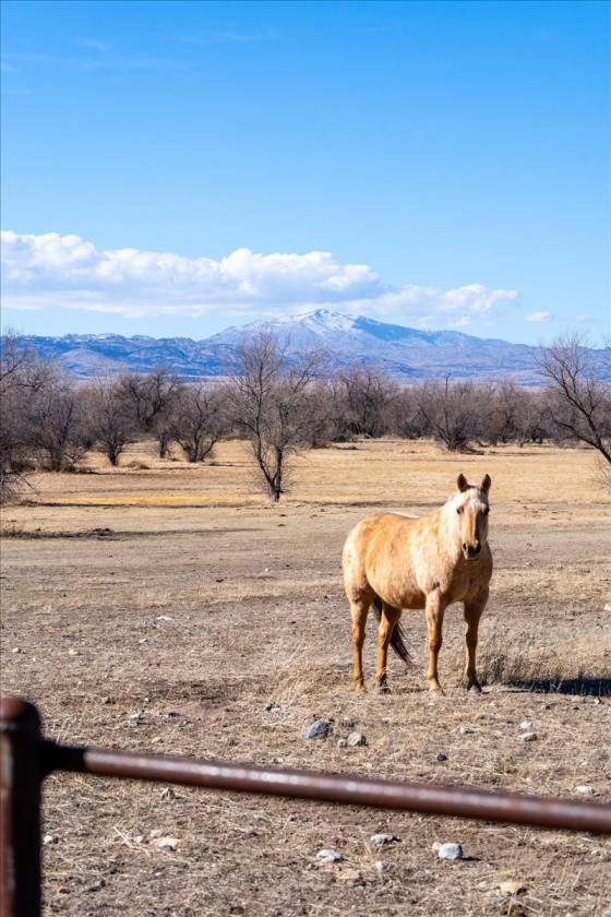 59.3AC, Irrigated Pasture, Indoor Arena, and Home - photo 16