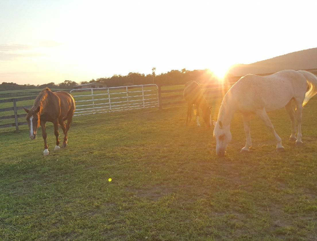 Carlisle Springs Farm - photo 1