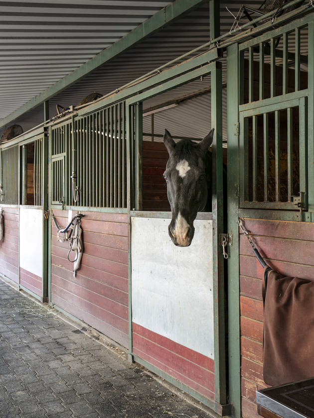 LOS ANGELES Own a 5Acre, 60Stall Horse Farm in... Los Angeles