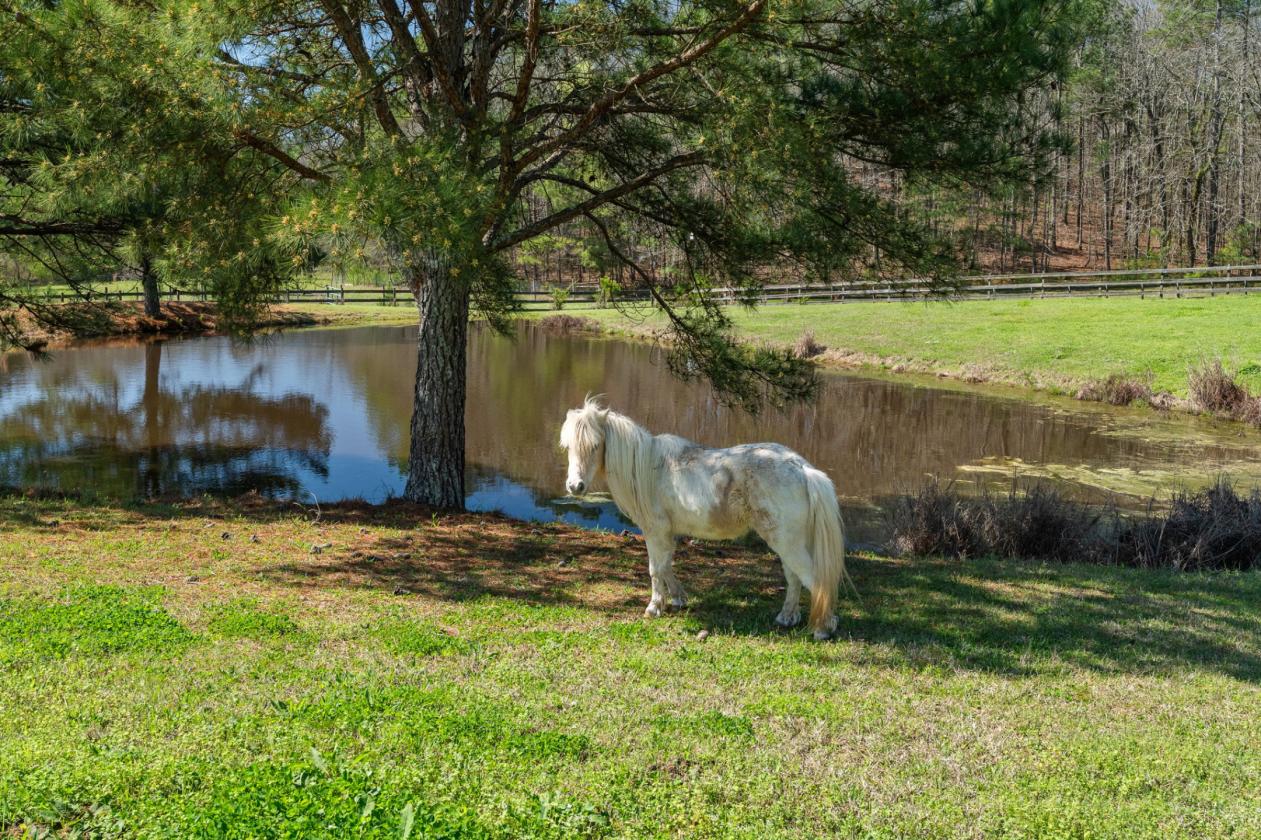Luxury Farmhouse Equestrian Estate - photo 23