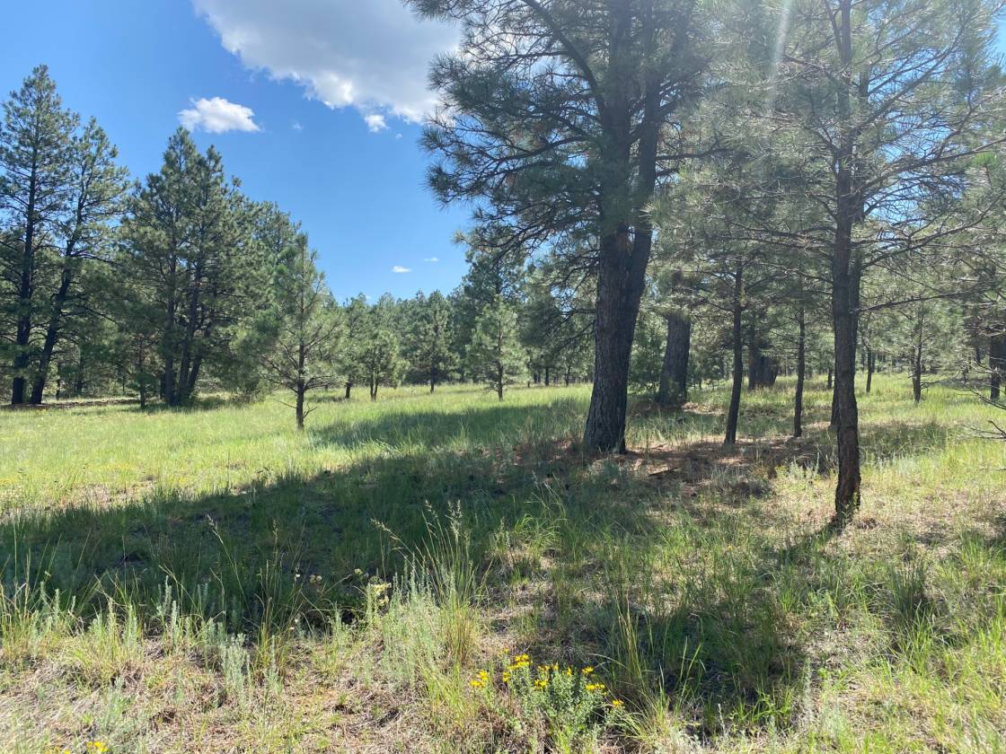 Pristine 56 Acre Horse Property with adobe home Sapello, Mora County
