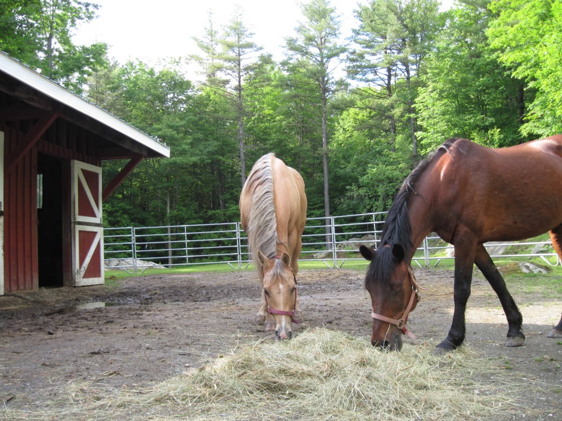 Small Horse Farm on 366 Acres of Trails Jamaica, Windham County