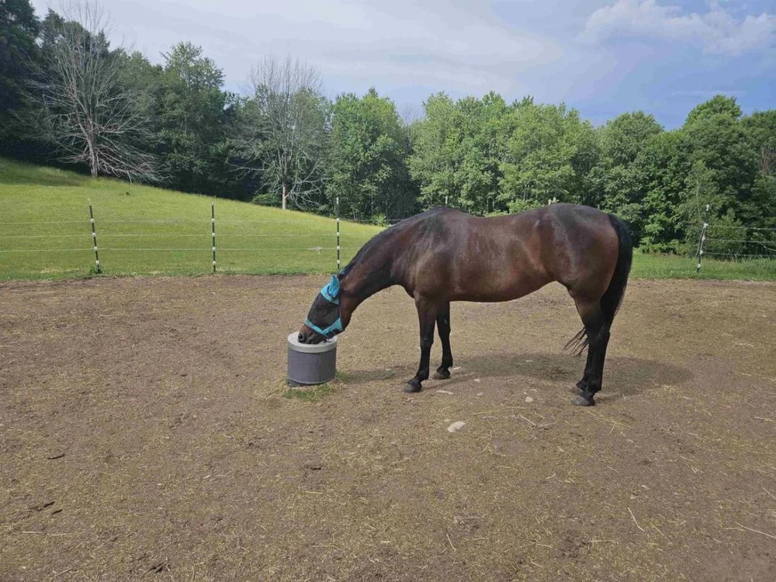 Turnkey Horse Property With Extra Amenities - photo 24