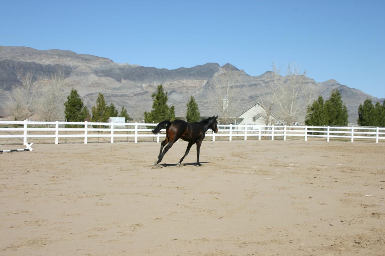 5 acre horse property and hobby farm w/vineyard - photo 24