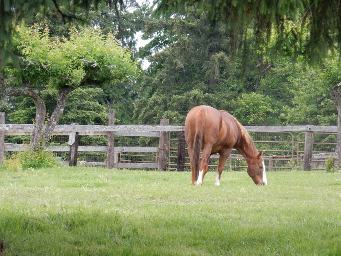 Turn Key Horse Farm in Buckley Buckley, Pierce County, Washington