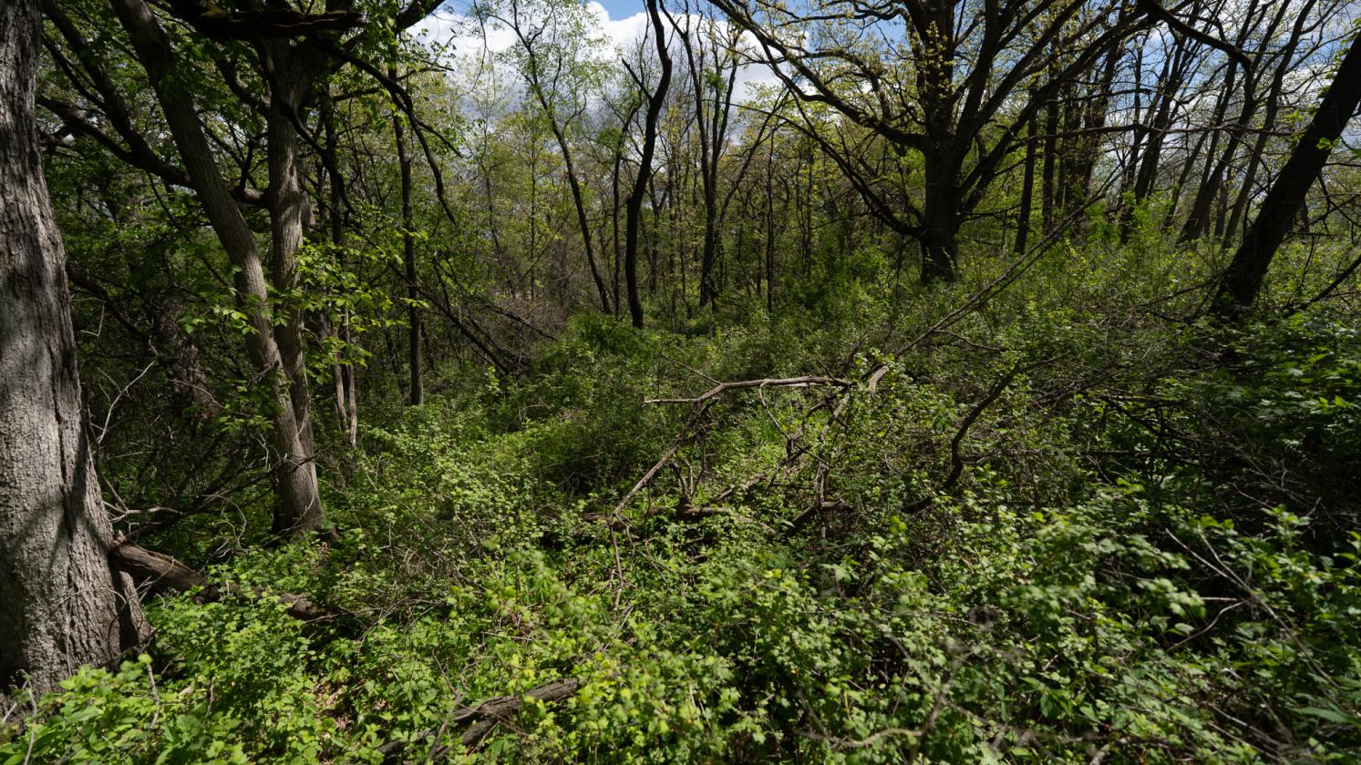 Bring Your Horses Home – 8 Scenic Acres Near MSN - photo 7