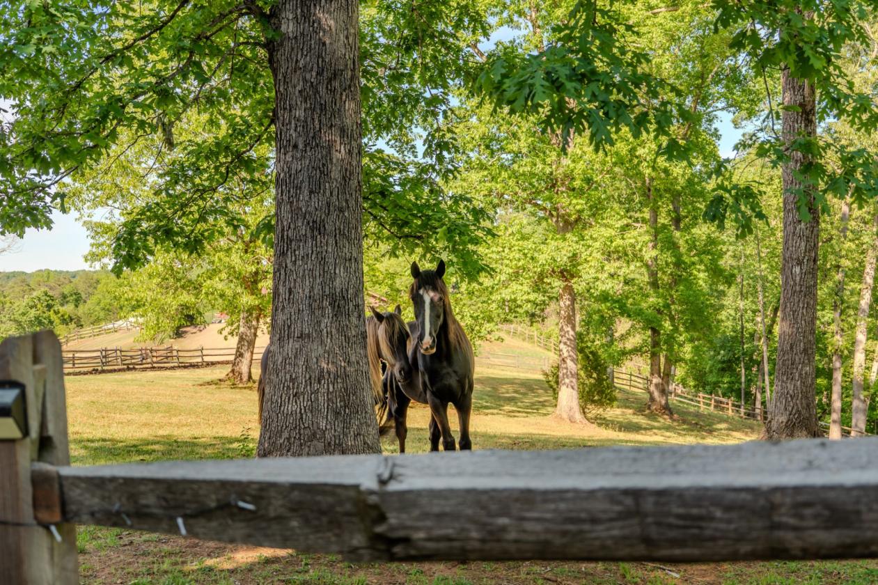 Historic 24 ac Equestrian Estate w Covered Arena - photo 26