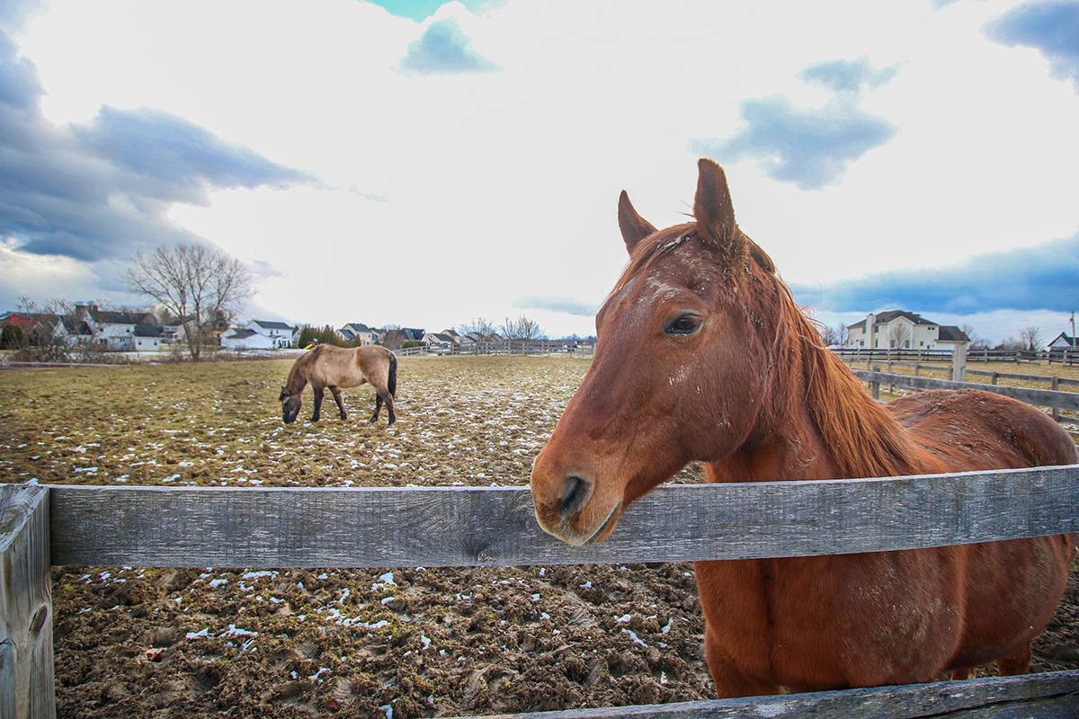 Saratoga County NY Horse Farm w/14.88 Acres, Large Barn,10 stalls,7