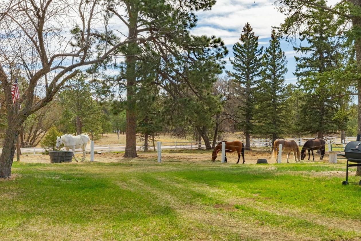 Historic Pine Run Ranch in Black Forest on 60AC - photo 6