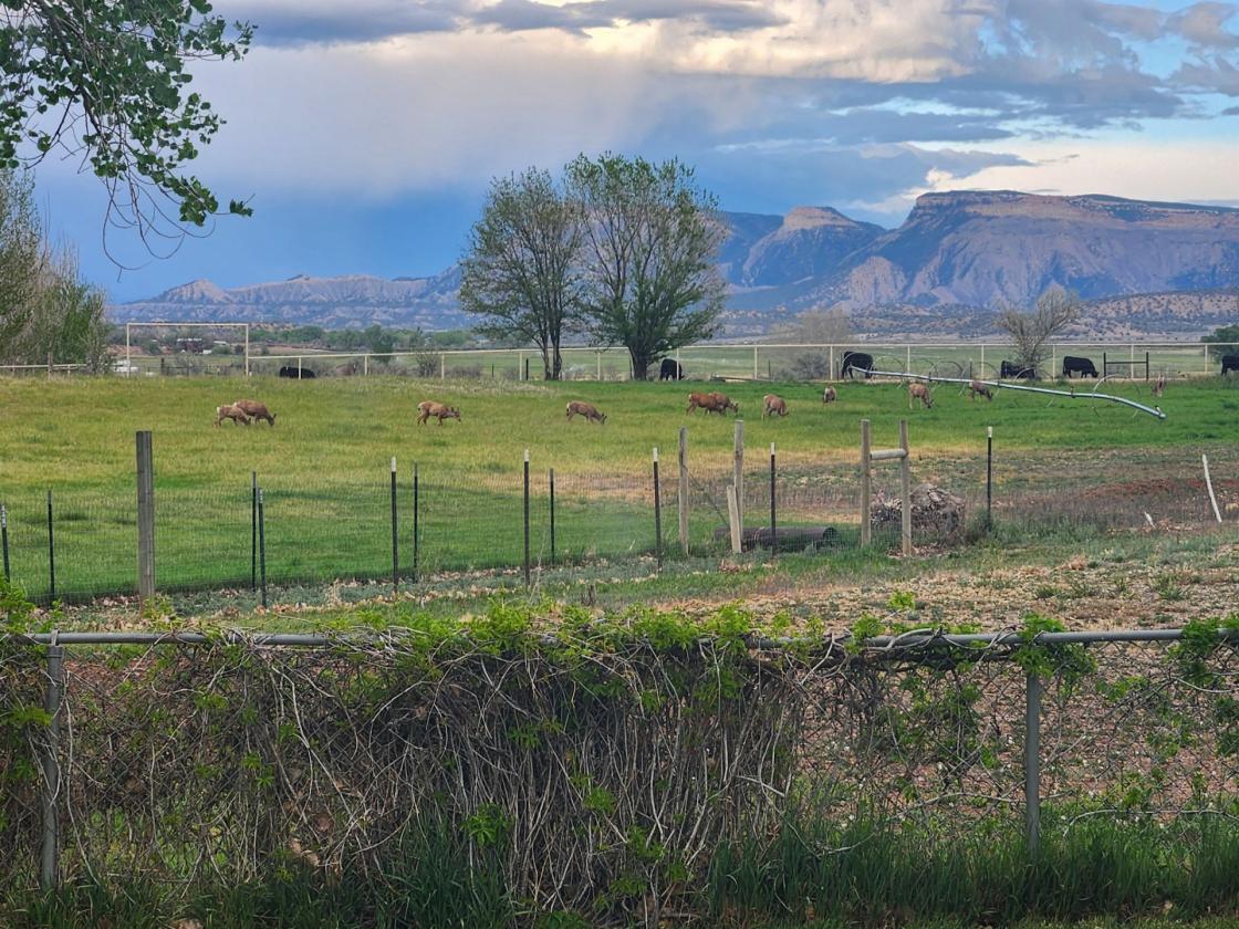 Mini Ranch with VIEWS - photo 2