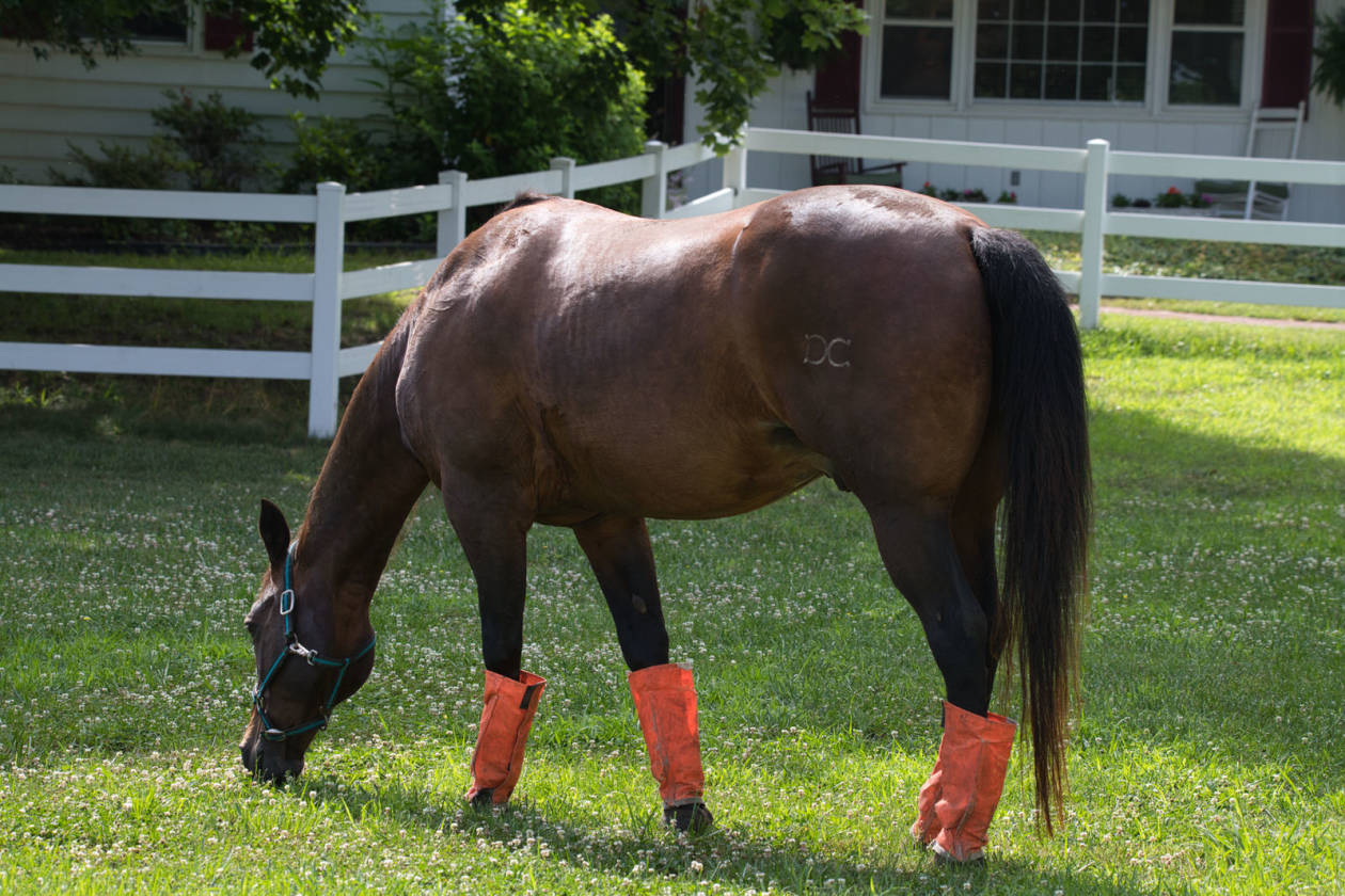 5-acre-horse-farm-with-2300-sqft-home-monroe-township-gloucester