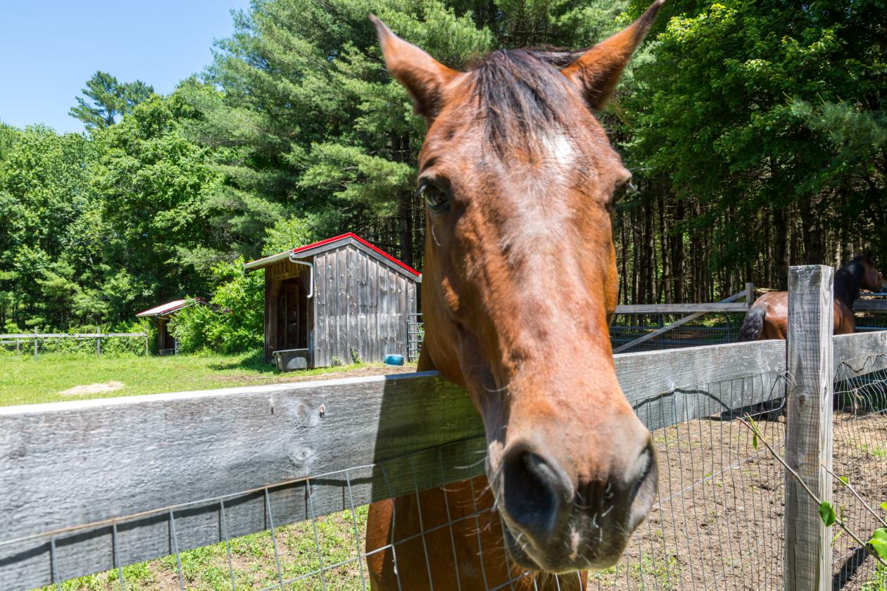 75-Acre Elite Equestrian & Wellness Sanctuary - photo 30