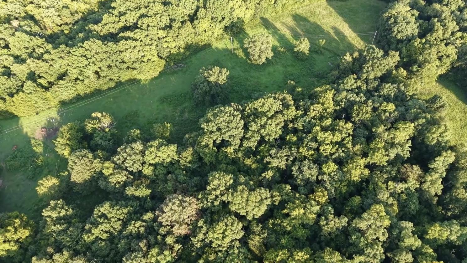 66 Acres S of NASHVILLE Barndo, Pasture & Timber - photo 6