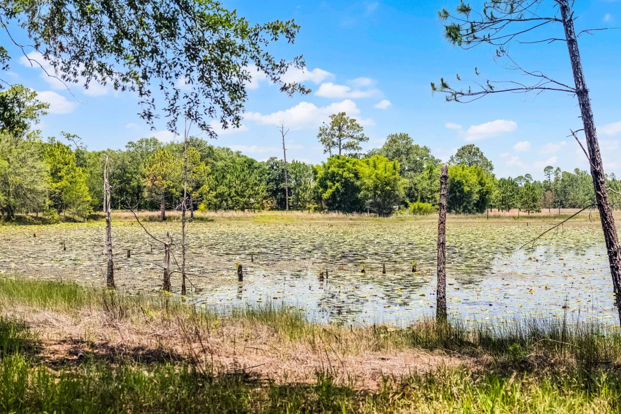 Private & Rare Wild Old Florida 36 Acre Gem - photo 17
