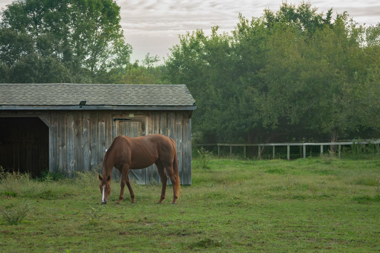 100 Acre Equestrian Estate with Infrastructure - photo 8