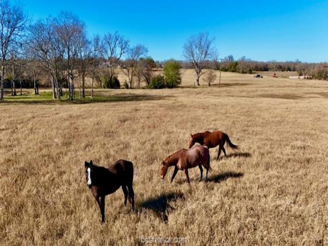 Horse Friendly and Family ready! - photo 24