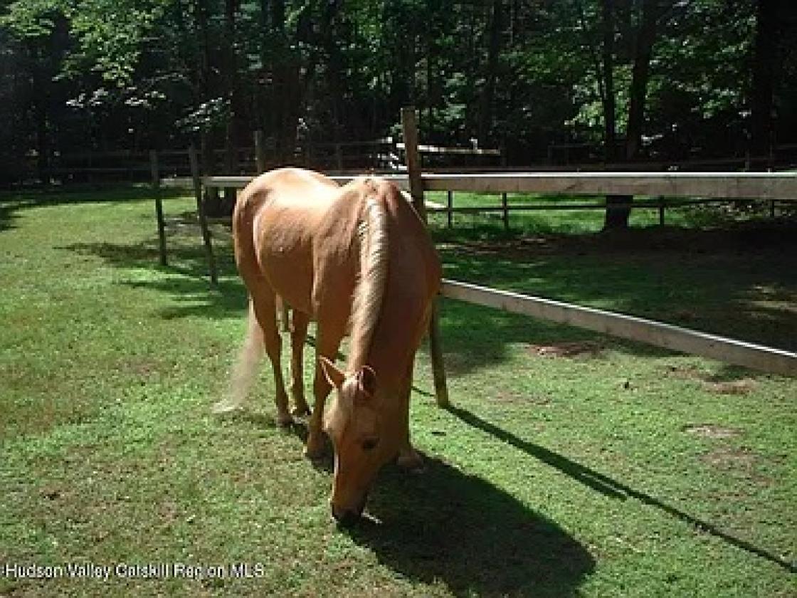 Gentleman's Farm on 3.4 Beautiful Acres - photo 23