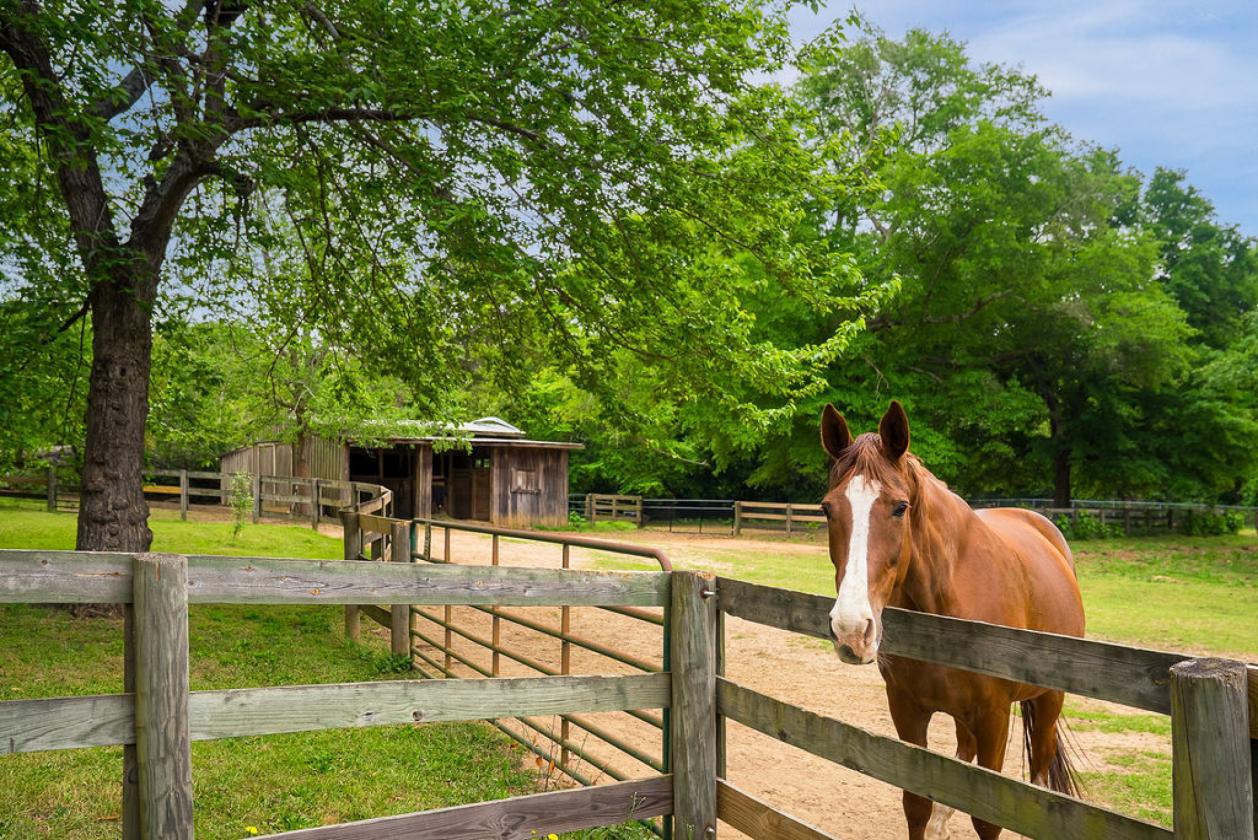 Southern Hospitality for Horse & Rider - photo 21