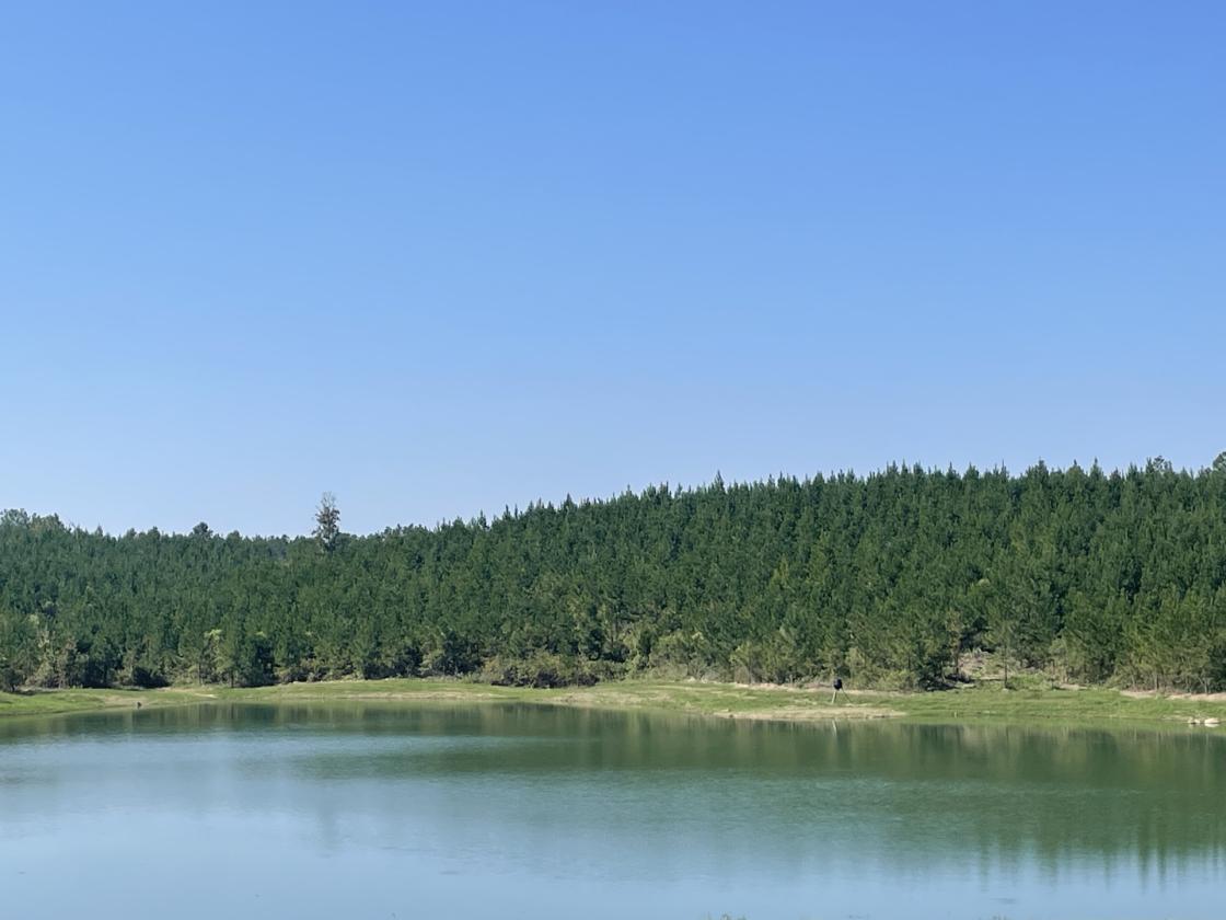 160 Acres in Shelby County w/ pastures and lake - photo 3