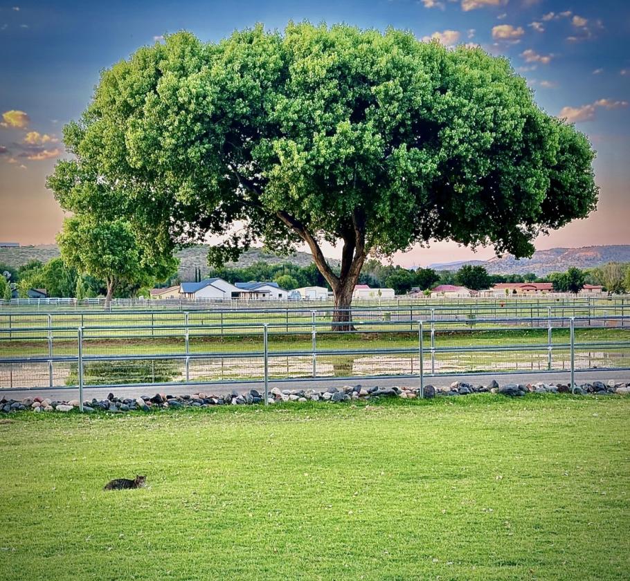 Luxury equestrian estate - photo 28