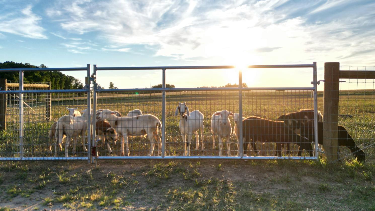 Southside Virginia Horse Farm - photo 19