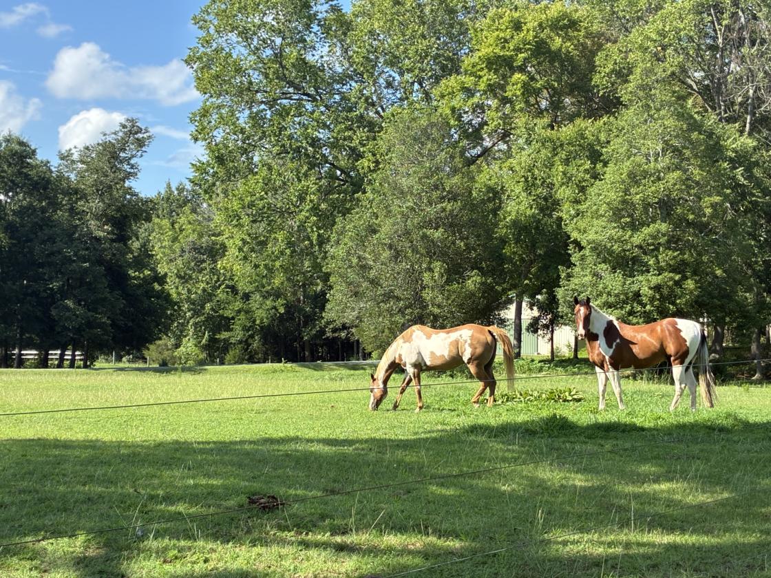 Horse Property for Sale in Tranquil Setting - photo 2