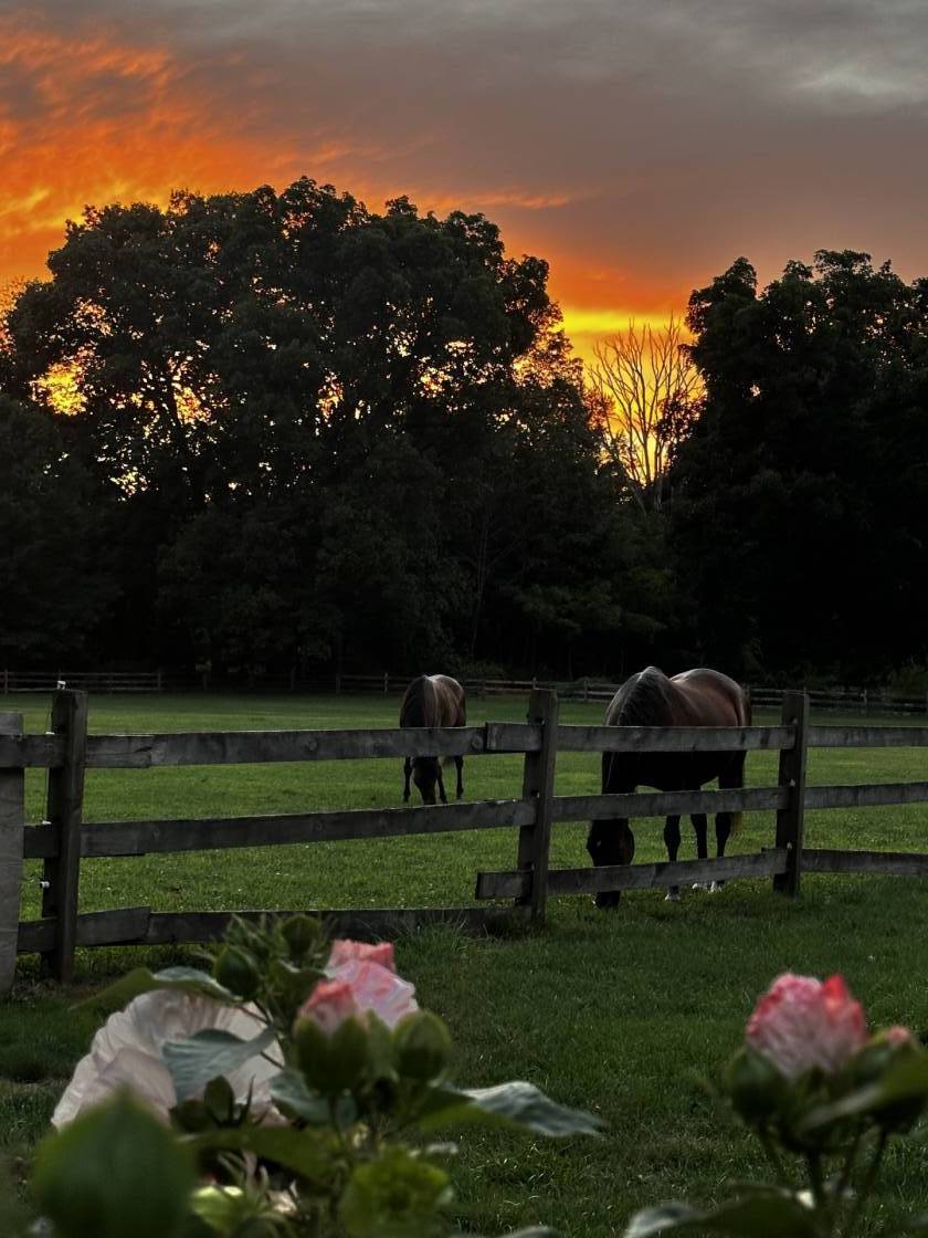 Horse Property for sale.