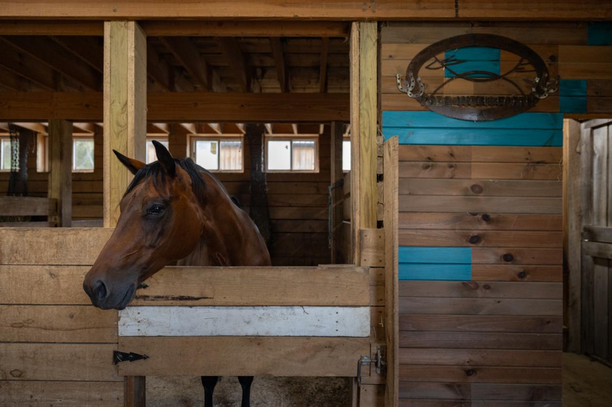Exceptional Mohican Equine Estate Auction - photo 8