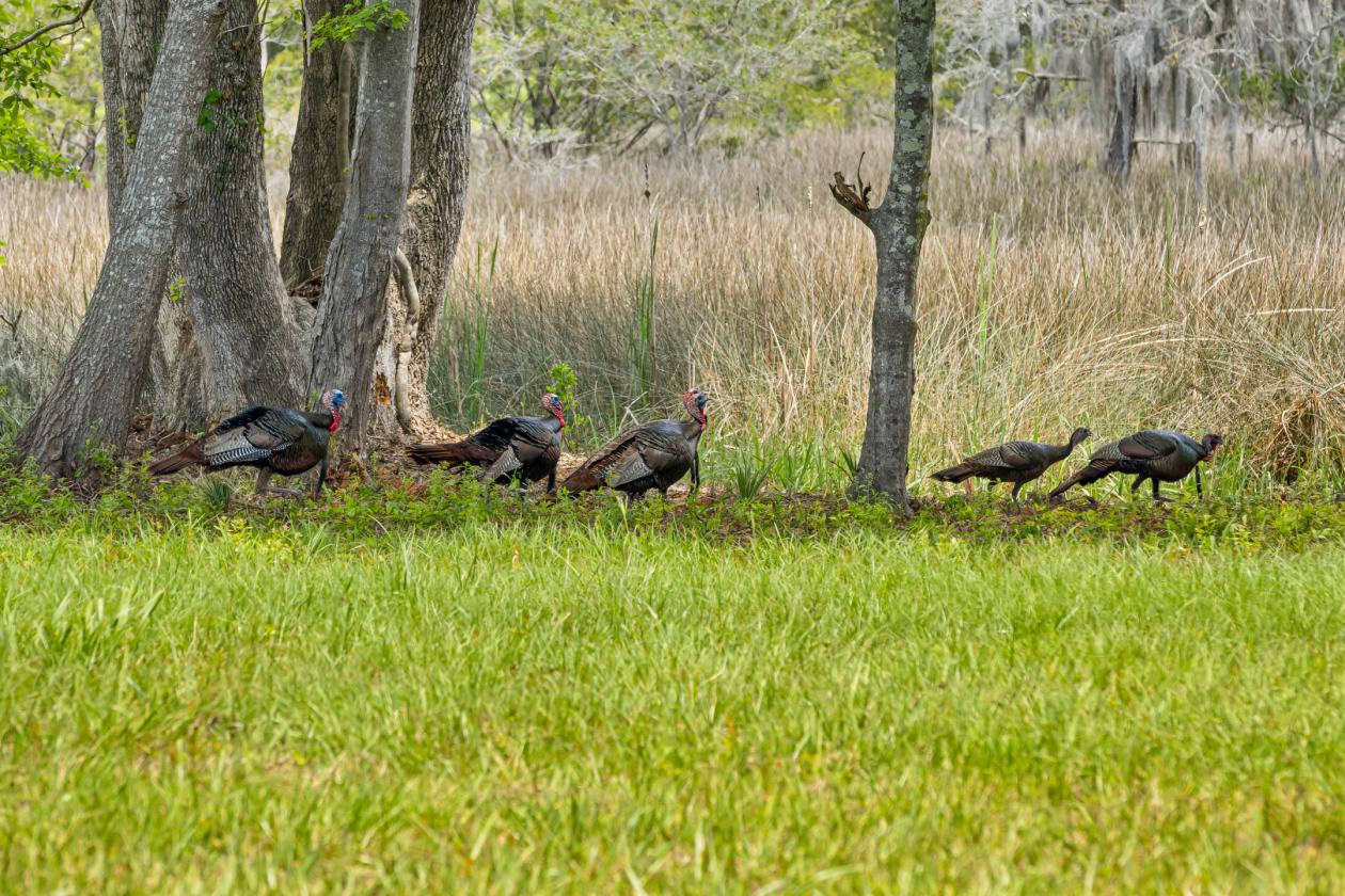 12.59 Waterfront Lowcountry Equestrian Retreat - photo 15