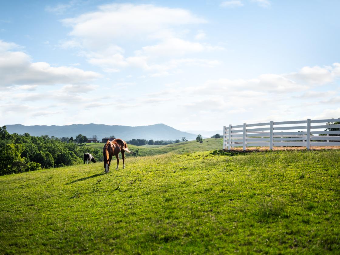 Exceptional Horse Property on 19 Acres - photo 22