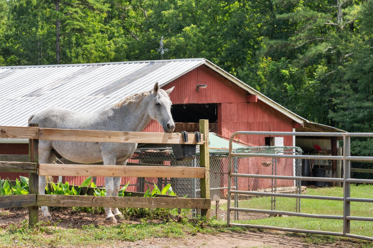 Turnkey Equestrian Farm with Arena & Barn - photo 3