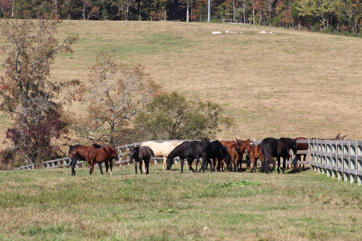 140 AC Horse Facility NC within 30 miles Pinehurst - photo 18