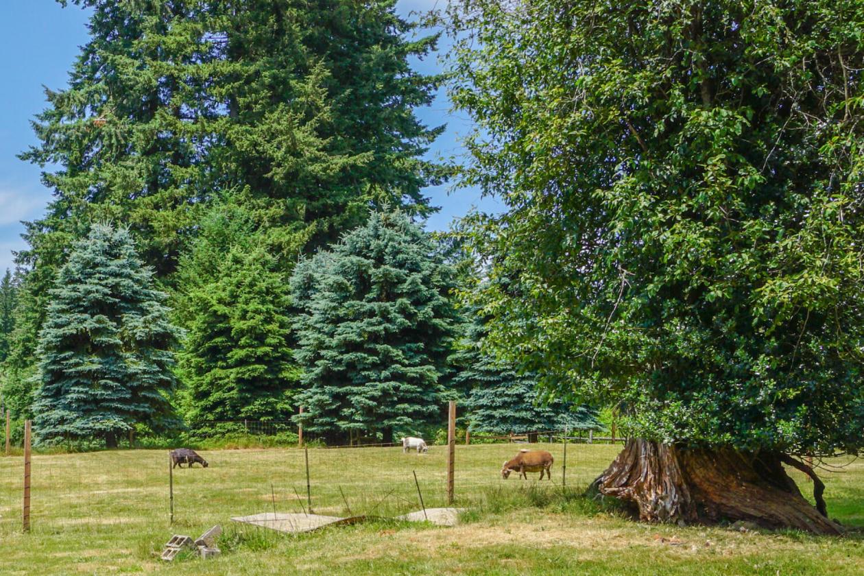 HORSE PROPERTY WITH 2 REMODELED HOMES ON 14+ ACRES - photo 8