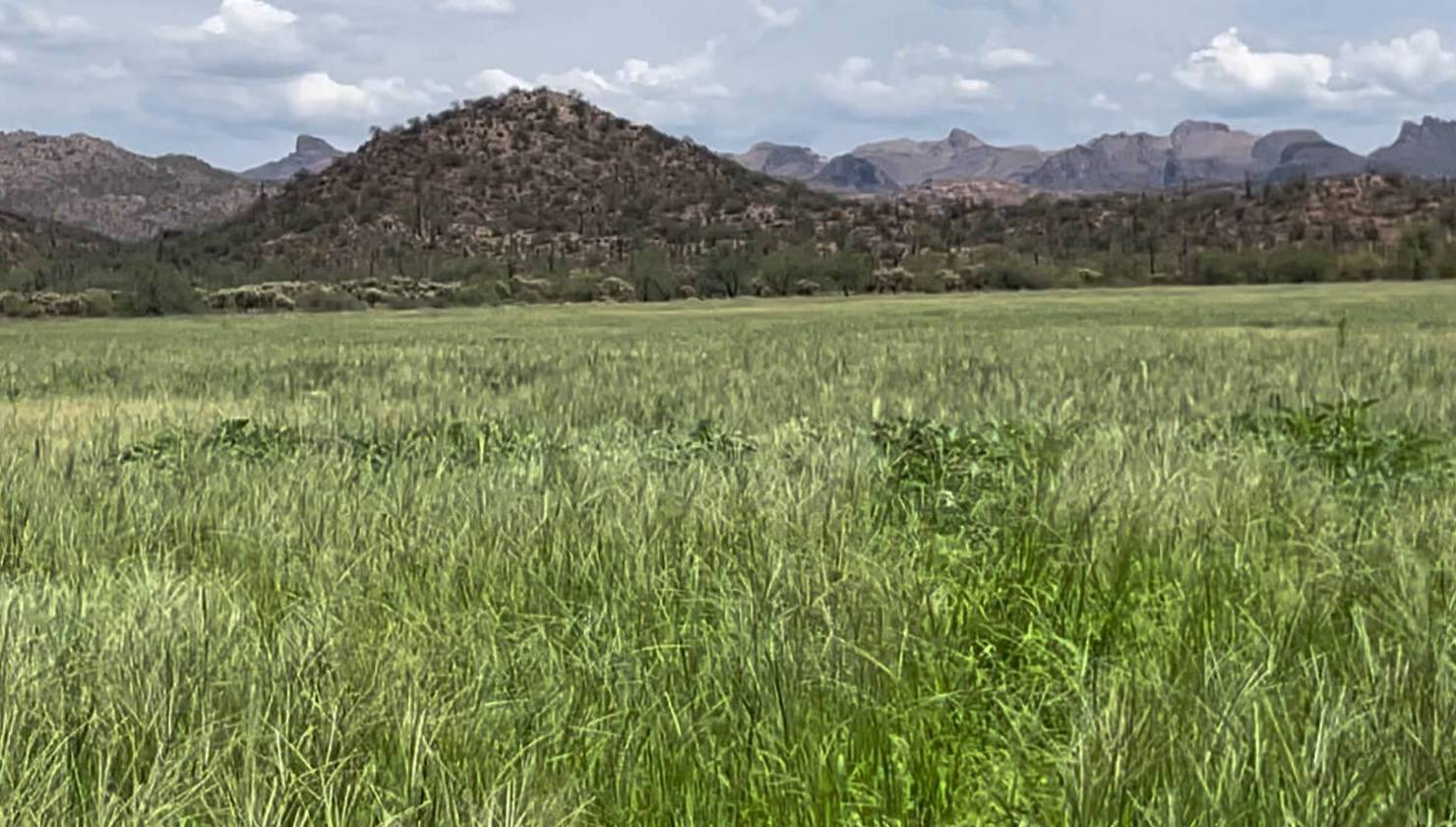 Horse Property for sale.