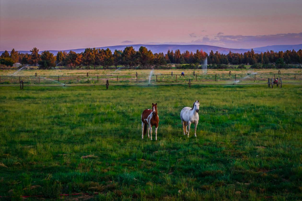 Incredible Horse Property on 20 Acres - photo 19